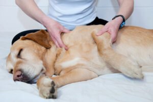 Canine-Massage